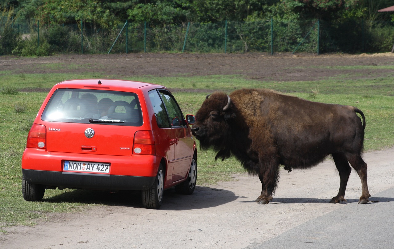 NOM AY 427, Volkswagen Lupo 1st gen (6X1), 1998–2005